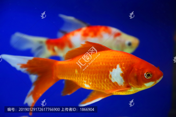 水中的金魚