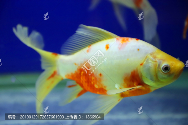 水中的金魚