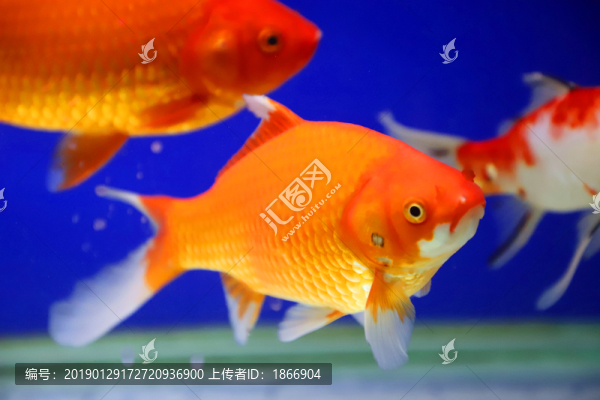 錦鯉