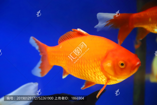錦鯉