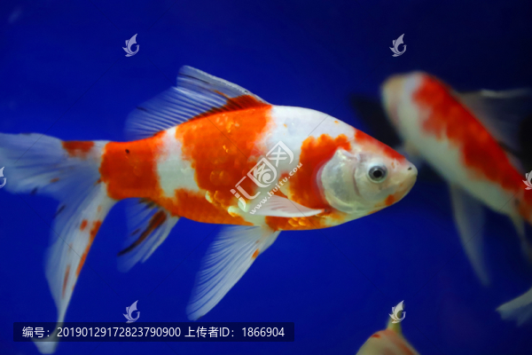 錦鯉