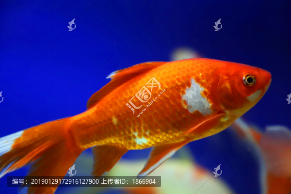 錦鯉
