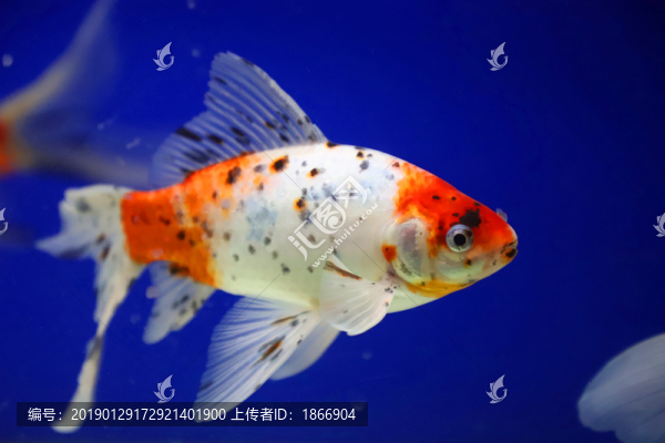 錦鯉