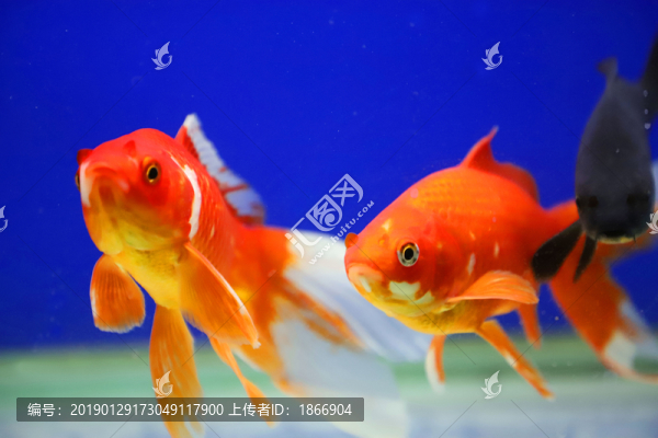 錦鯉