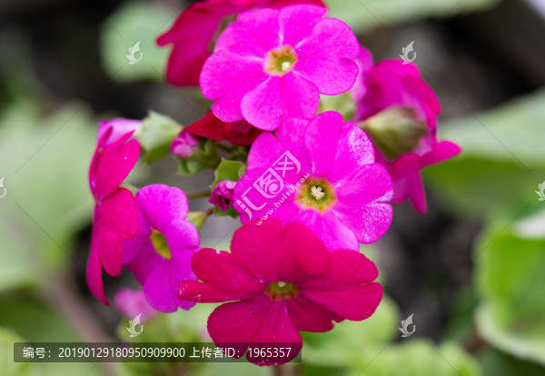 花朵花卉