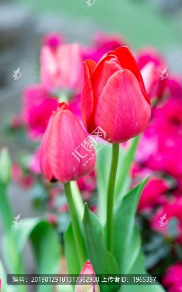 郁金香花朵花卉