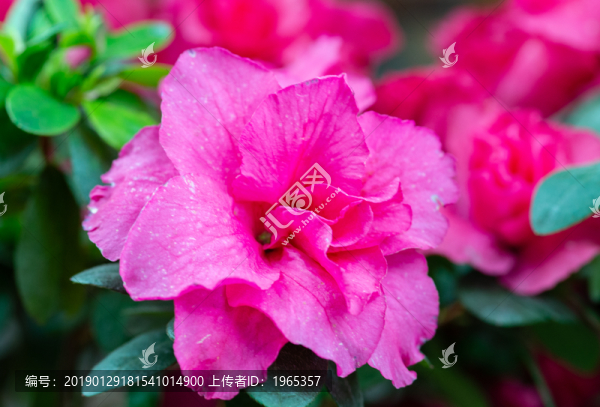 杜鵑花花朵花卉