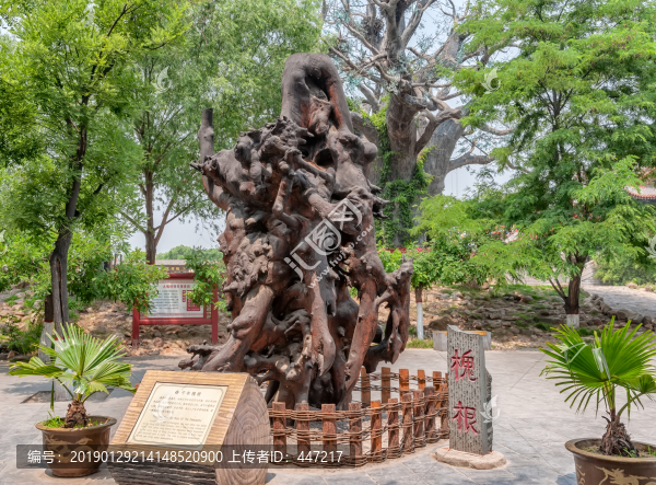 槐根
