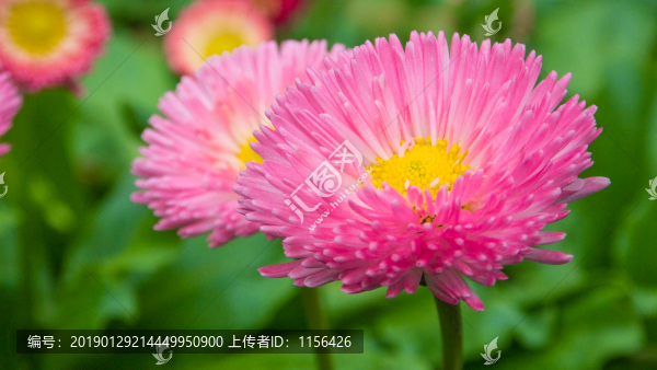 雛菊