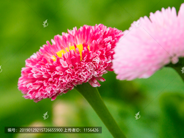 雛菊