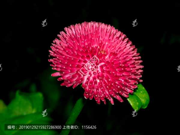 雛菊