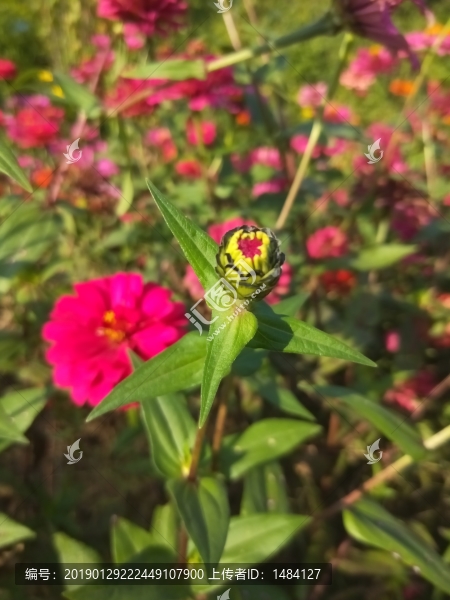 花海