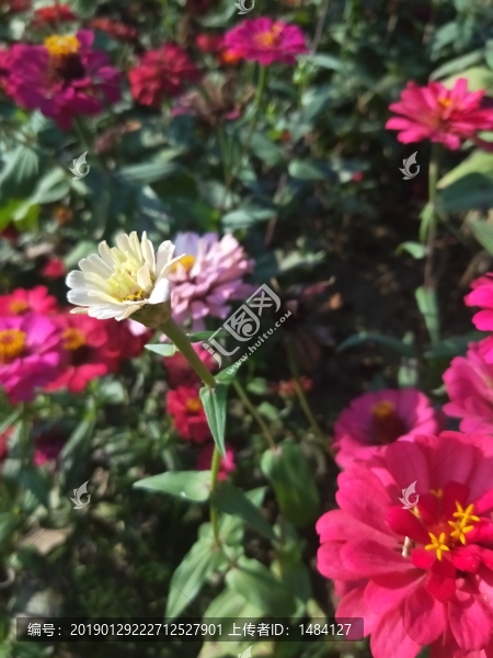 花