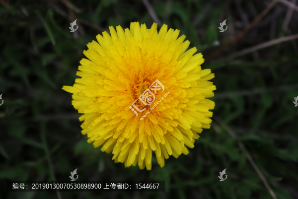 蒲公英花
