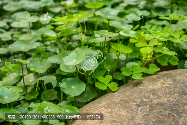 金錢草植物背景