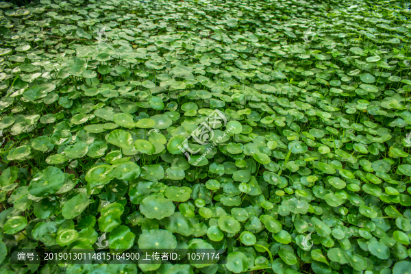 金錢(qián)草植物背景