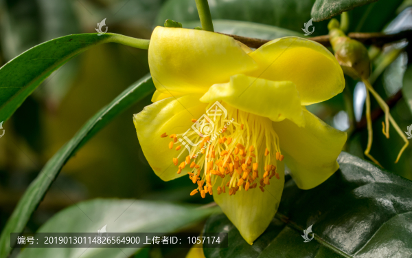 金花茶