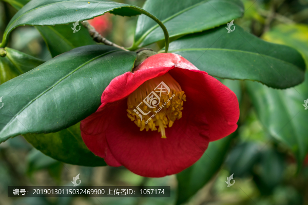 茶花