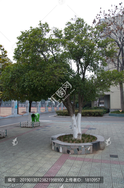 桂樹
