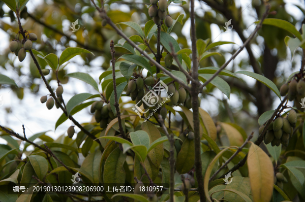 桂樹果實