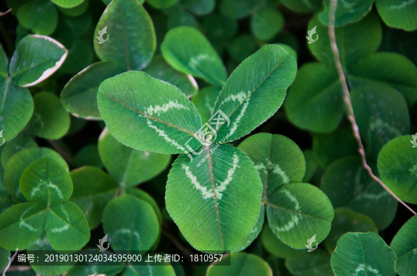 白車軸草