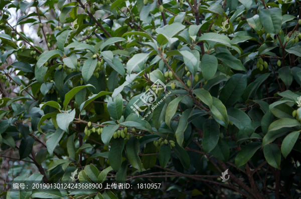 桂樹果實