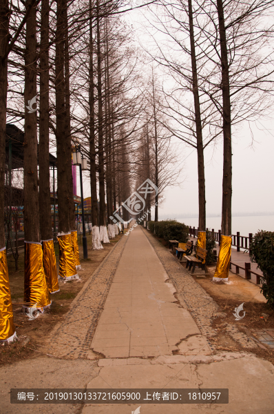 杉樹林