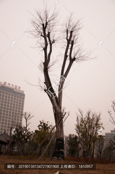 景觀樹