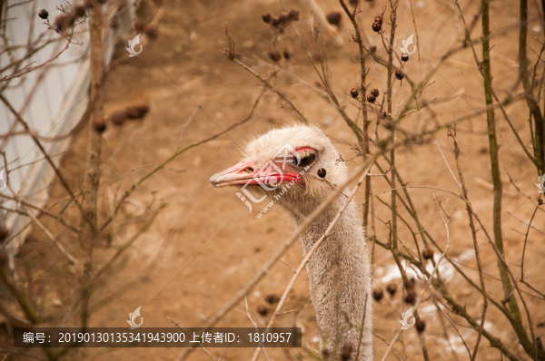 鴕鳥(niǎo)