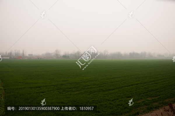 油菜地