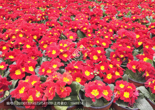 紅色櫻草花