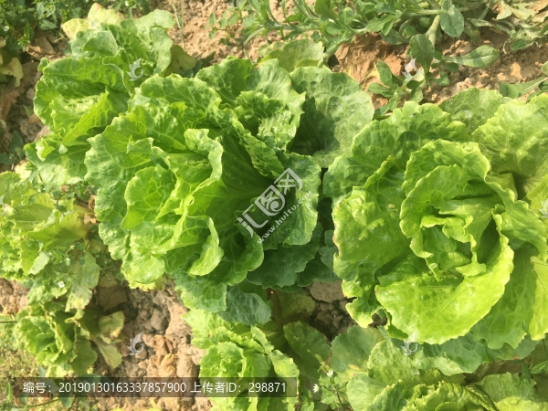 地里生菜