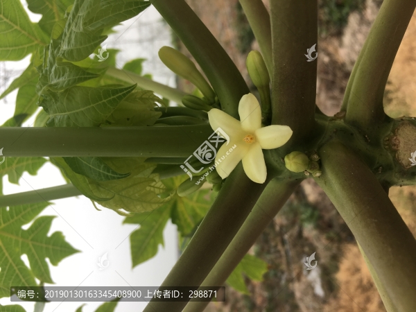 木瓜花