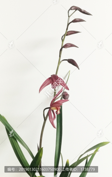 蘭花