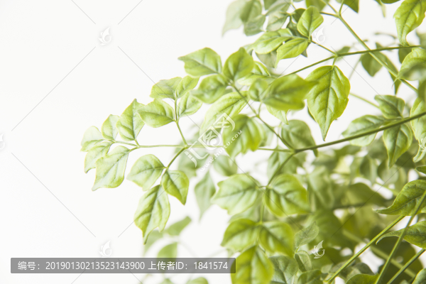 綠葉