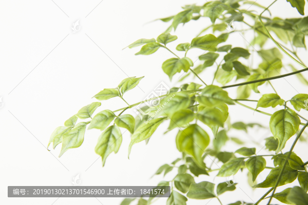綠葉