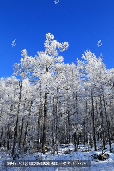 林海雪原雪林霧凇