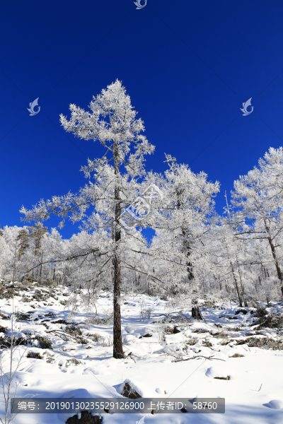 林海雪原雪林霧凇