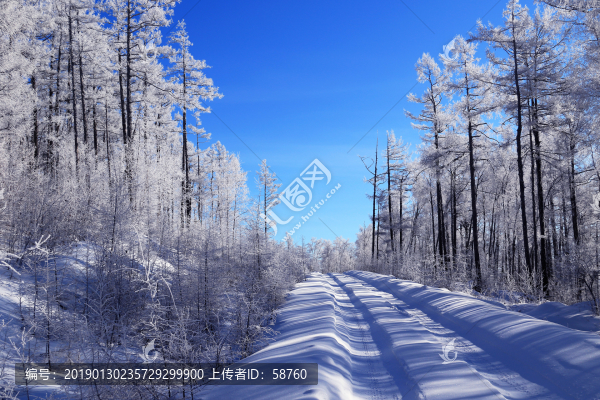 雪域樹林山路