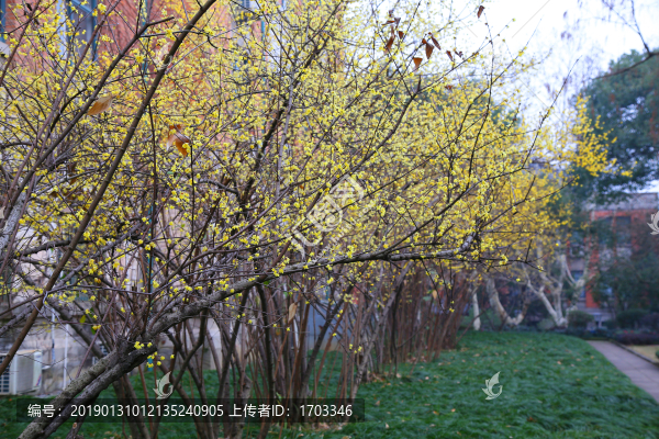 校園梅花林