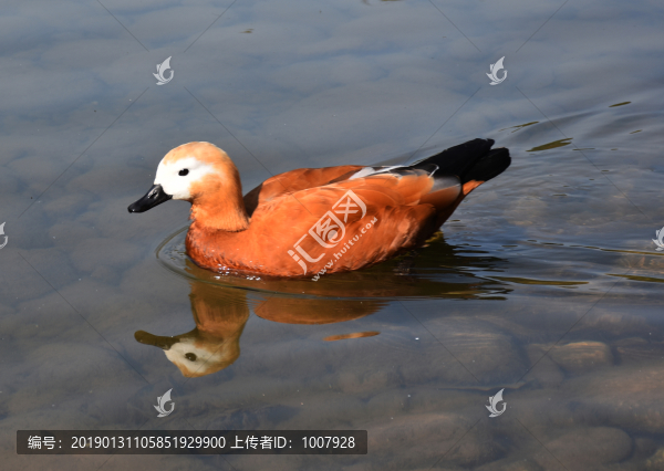 赤麻鴨