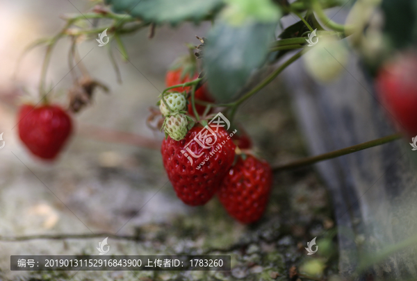 草莓