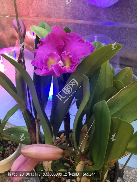 蘭花