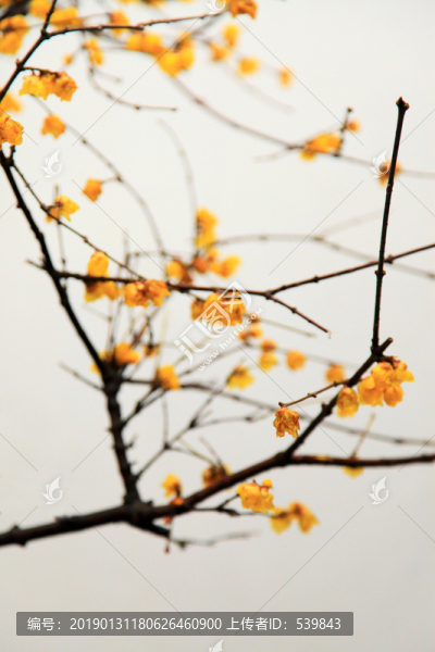 梅花