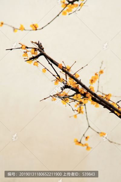 梅花