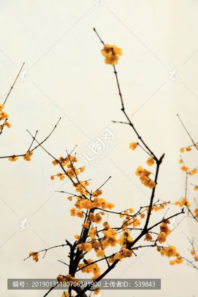 臘梅