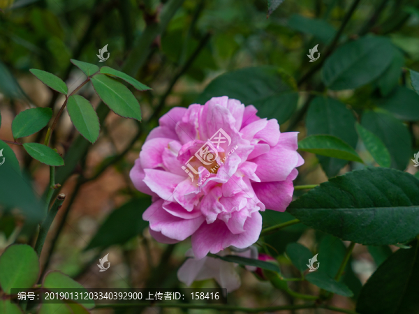 薔薇月季花