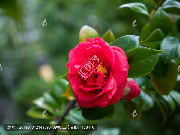 山茶花素材