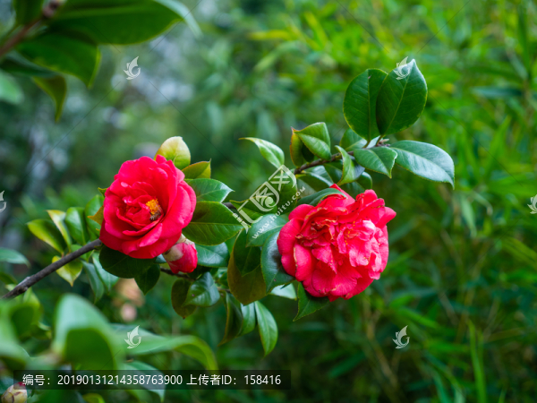 茶花素材