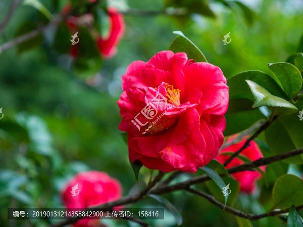 茶花素材